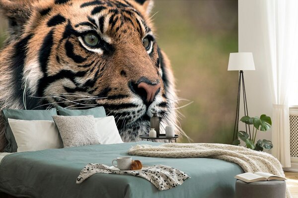 Fototapeta bengálsky tiger