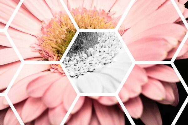 Tapeta gerbera v šesťuholníku