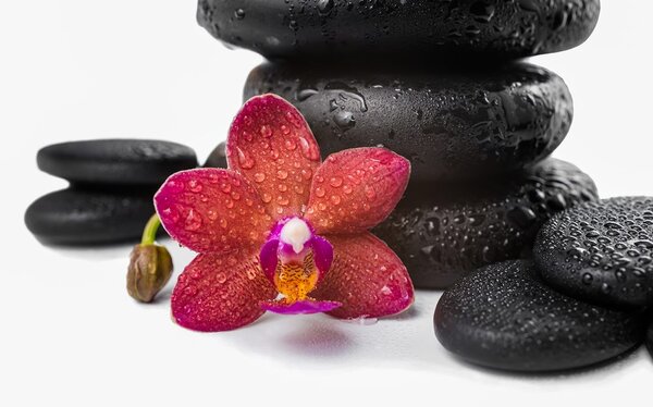 Tapeta orchidea a Zen kamene na bielom pozadí
