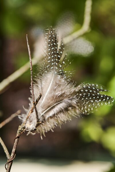 IB Laursen Závesné pierko na drôtiku FEATHER DECOR hnedé - viac farieb