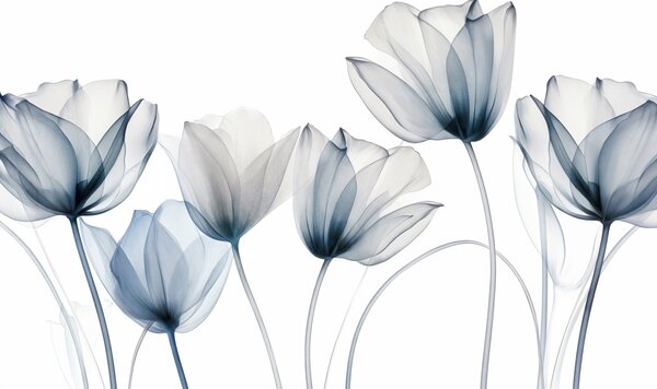 Tapety Priehľadné modré a biele tulipány s dlhými stonkami na svetlom pozadí, jemné a textúrované kvetinové, Moderné fototapety, w09538 : Uwalls.sk