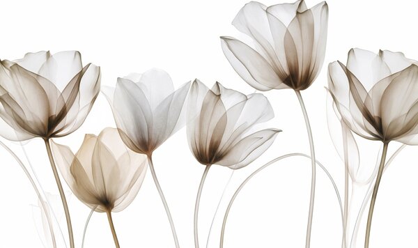 Tapety Priehľadné hnedé a biele tulipány s dlhými stonkami na svetlom pozadí, jemné a textúrované, Moderné fototapety, w09538v1 : Uwalls.sk