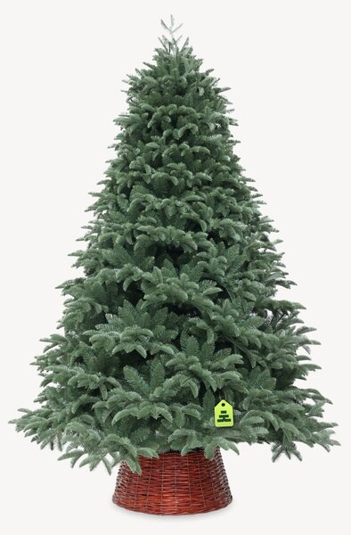 Jedle Normandská tmavá extra hustá 270 cm