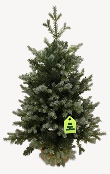 Smrek Modrý 100 LED 90 cm