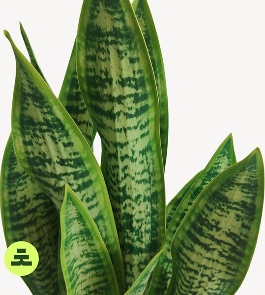 Umelá Sansevieria 60 cm