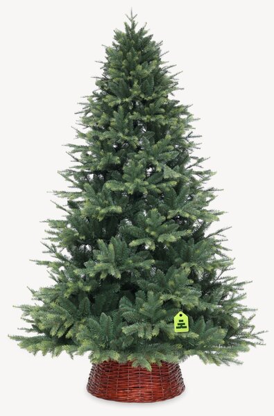 Smrek Himalájsky 150 cm
