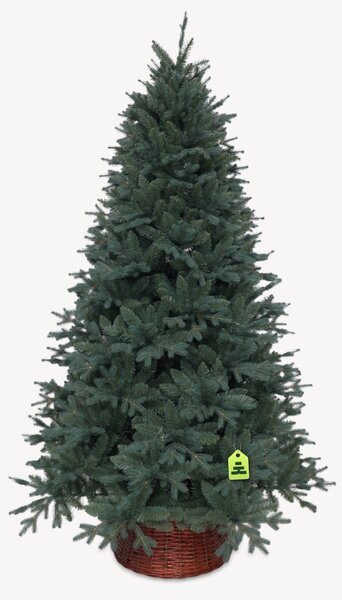 Smrek Strieborný 150 cm