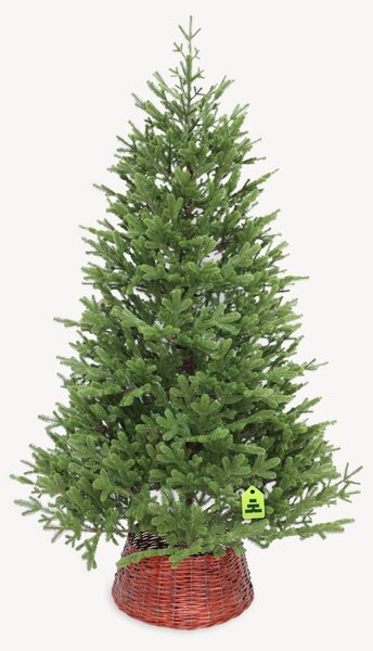 Smrek Natura 100% 150 cm