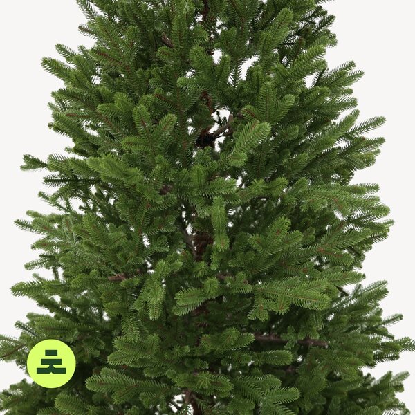 Smrek Natura 100% 150 cm