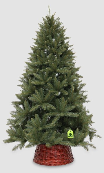 Smrek Kavkazský 150 cm