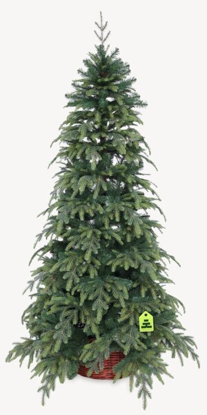 Smrek Natura 150 cm