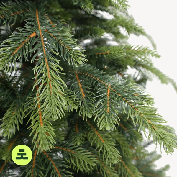 Smrek Natura 150 cm