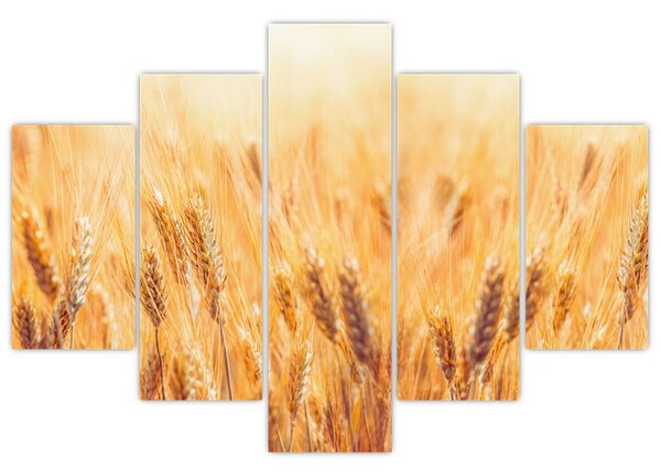 Obraz - pole s obilím (150x105 cm)