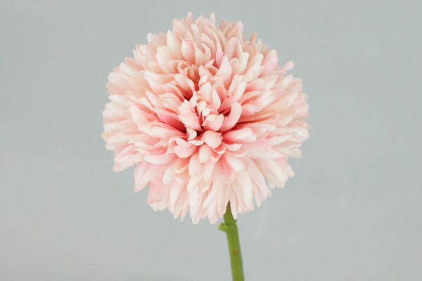 Kvet cesnaku, farba ružová 29x7x7cm