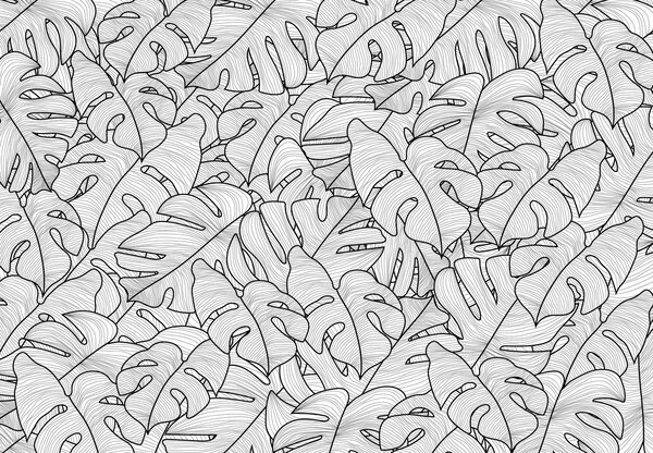 Fototapeta - Monstera listy (147x102 cm)