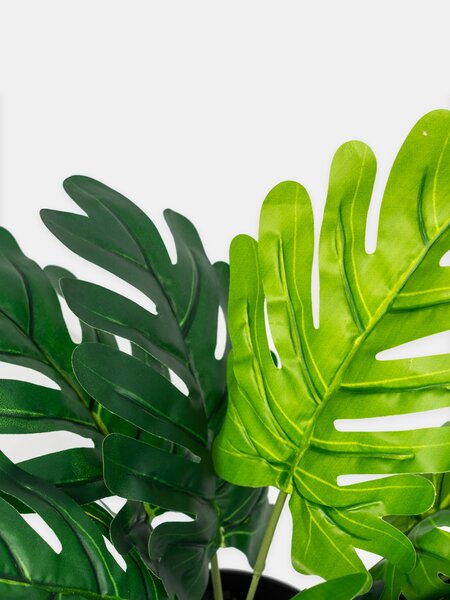 Sinsay - Dekoratívna rastlina typu monstera v kvetináči - zelená