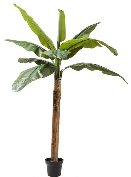 Banana dekoratívna rastlina 190 cm