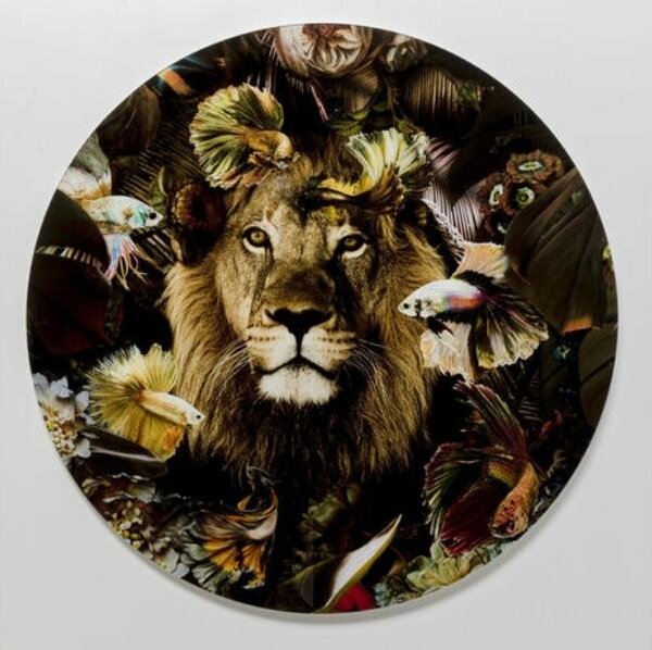 Curious Lion sklenený obraz viacfarebný 100x100 cm