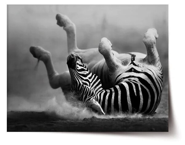 Sablio Plagát Váľajúca sa zebra - 60x40 cm