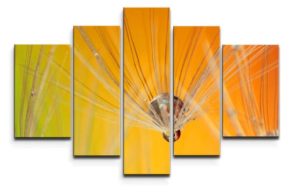 Sablio Obraz - 5-dílný Odkvitnuté púpavy 2 - 125x90 cm