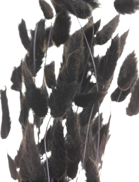 Kytica fúkačiek 60cm dark brown