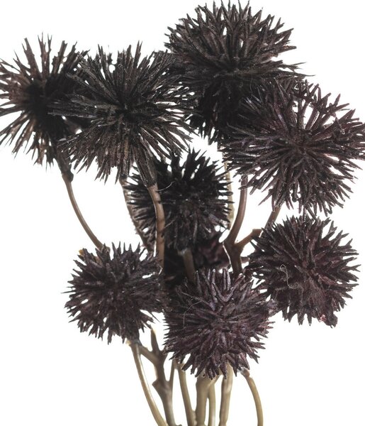 Kytica Kraspedia 30cm deep brown