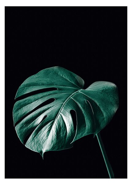Plagát Dark Monstera