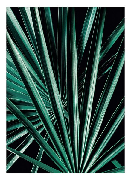 Plagát Dark Palm Tree