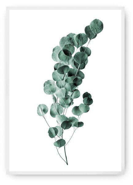 Plagát Eucalyptus Emerald Green