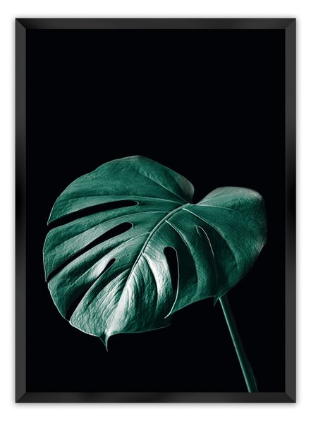 Plagát Dark Monstera