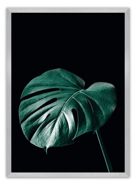Plagát Dark Monstera