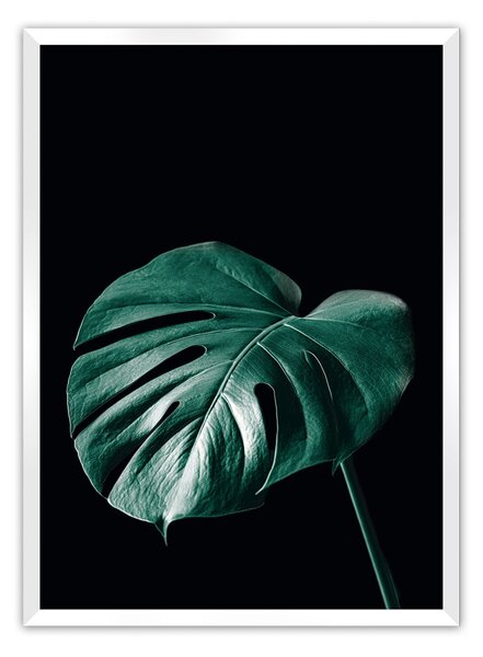 Plagát Dark Monstera