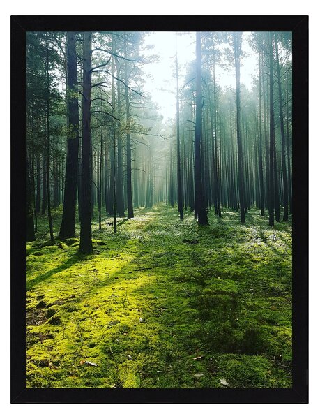 Obraz Green Forest 30x40cm