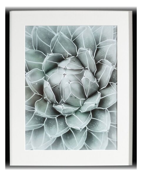 Obraz Succulents II 40x50xcm