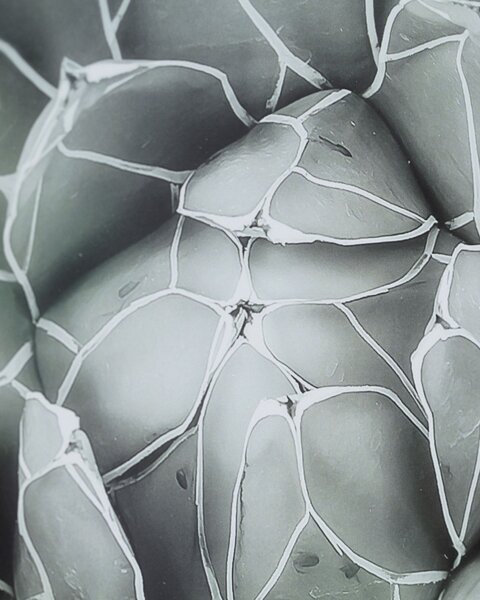 Obraz Succulents II 40x50xcm