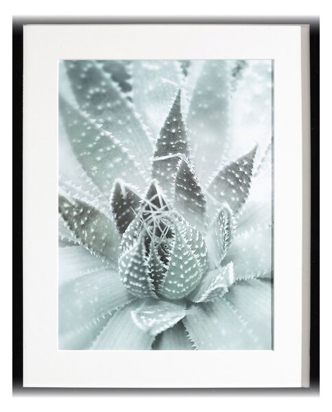 Obraz Succulents III 40x50xcm