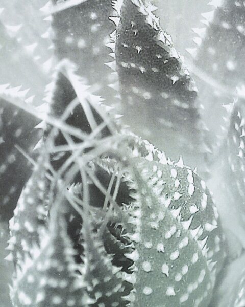Obraz Succulents III 40x50xcm