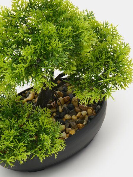 Sinsay - Dekoratívna rastlina bonsai v kvetináči - zelená