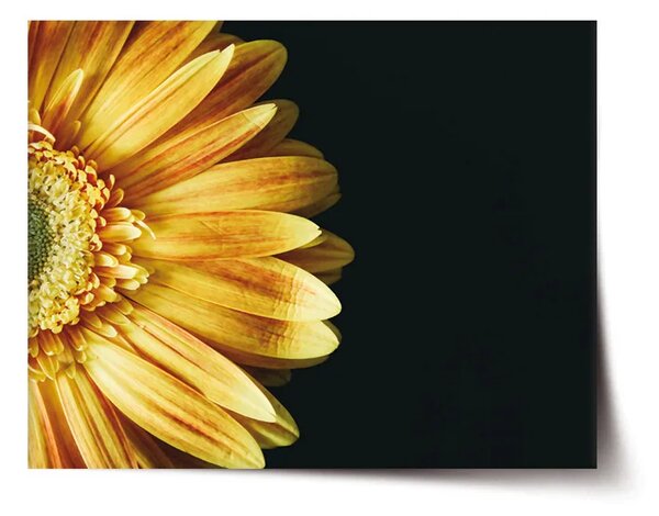 Sablio Plagát Žltá gerbera - 60x40 cm