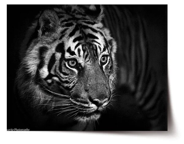 Sablio Plagát Čierno-biely tiger - 60x40 cm