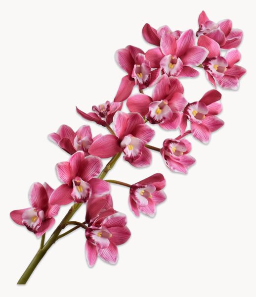 Rastlinná dekorácia Cymbidium