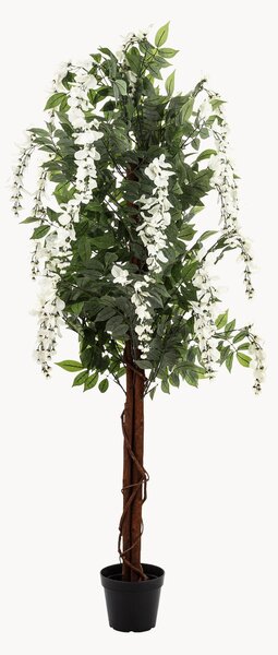 Rastlinná dekorácia v kvetináči Wisteria Tree
