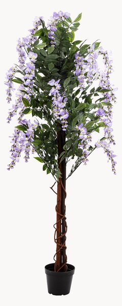 Rastlinná dekorácia v kvetináči Wisteria Tree