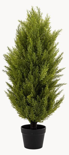 Rastlinná dekorácia v kvetináči Cypress Bush
