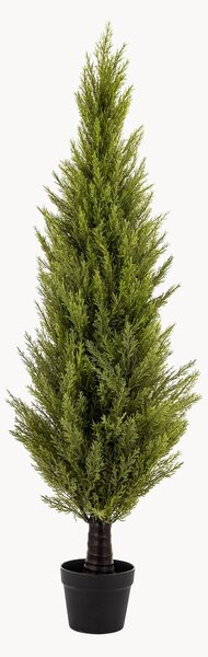 Rastlinná dekorácia v kvetináči Cypress Bush