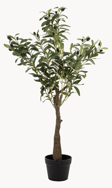 Rastlinná dekorácia v kvetináči Olive Tree
