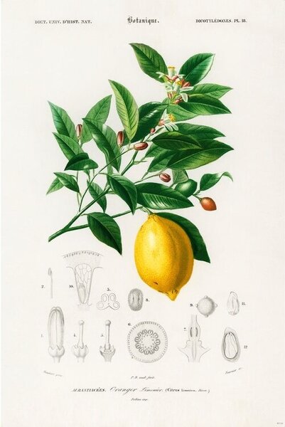 Plagát, Obraz - Charles Dessalines d’Orbigny - Citrus Limonium