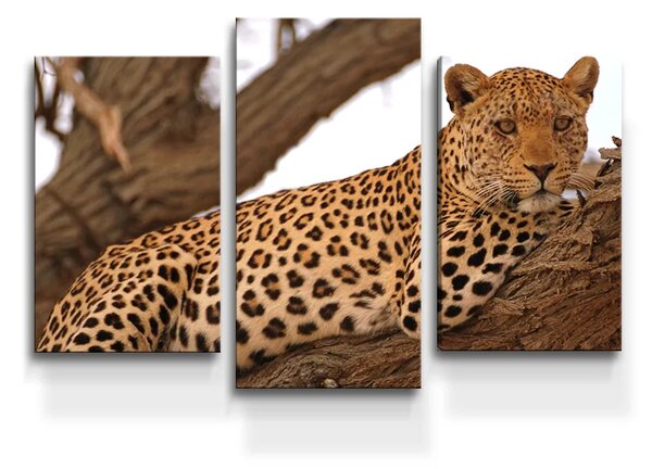 Sablio Obraz - 3-dílný Leopard 2 - 75x50 cm