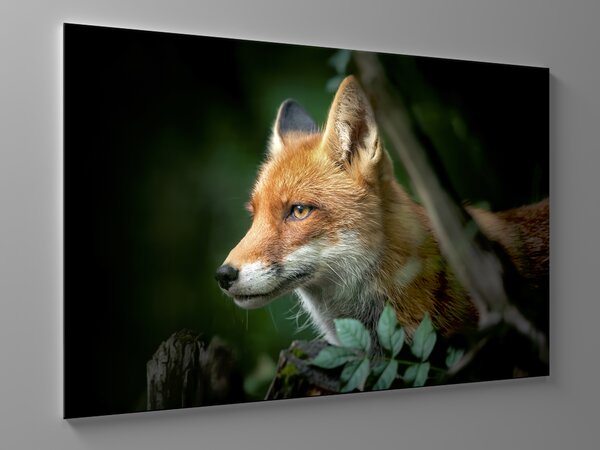 Liox Obraz bystrá líška Rozmer: 150 x 100 cm
