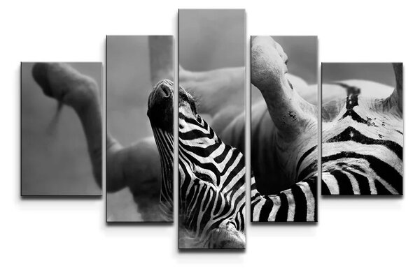 Sablio Obraz - 5-dílný Válajúca sa zebra - 125x90 cm